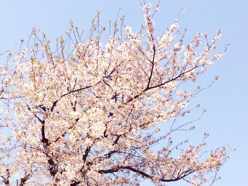 桜